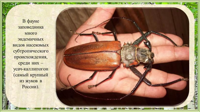 В фауне заповедника много эндемичных видов насекомых субтропического происхождения, среди них – усач-каллипогон (самый крупный из жуков в