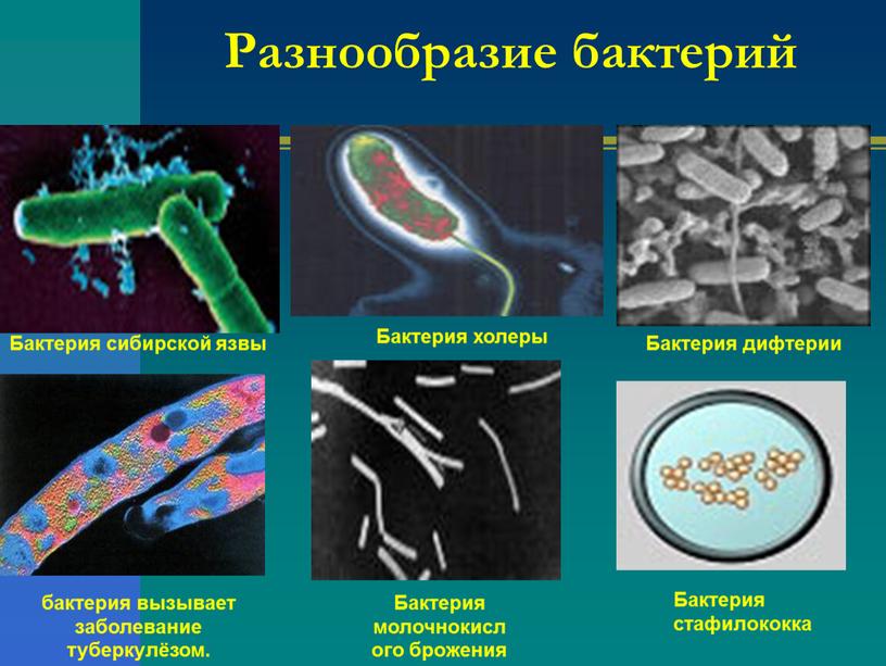 Разнообразие бактерий Бактерия сибирской язвы бактерия вызывает заболевание туберкулёзом