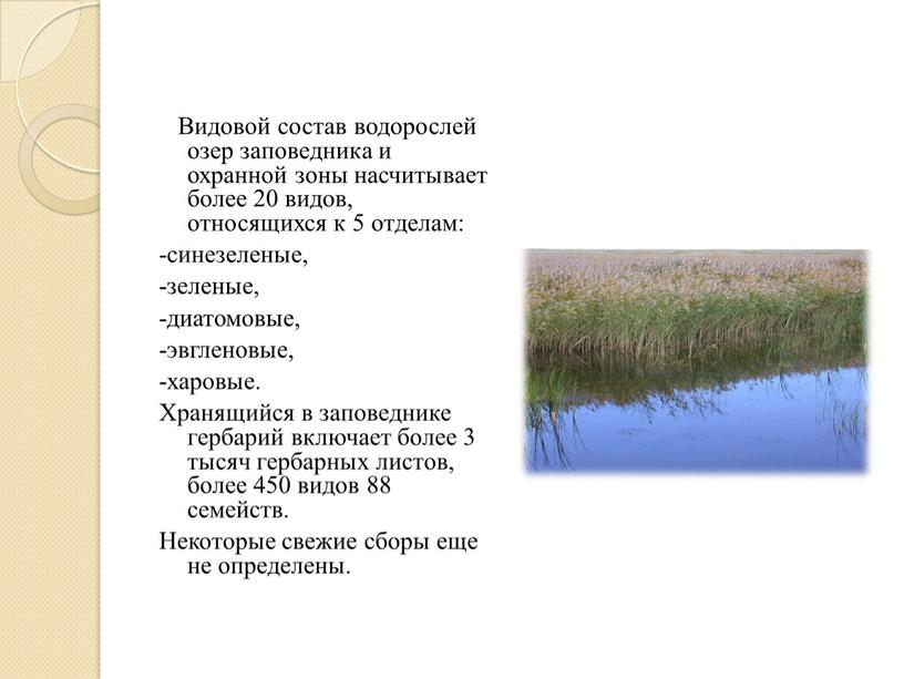 Видовой состав водорослей озер заповедника и охранной зоны насчитывает более 20 видов, относящихся к 5 отделам: -синезеленые, -зеленые, -диатомовые, -эвгленовые, -харовые