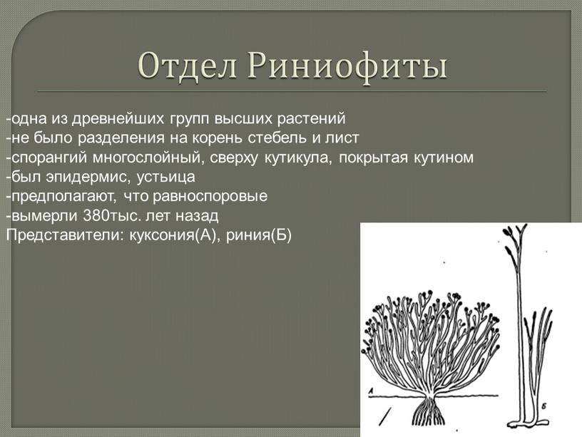 Отдел Риниофиты -одна из древнейших групп высших растений -не было разделения на корень стебель и лист -спорангий многослойный, сверху кутикула, покрытая кутином -был эпидермис, устьица…