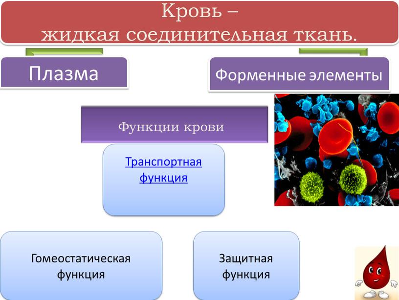 Транспортная функция Защитная функция