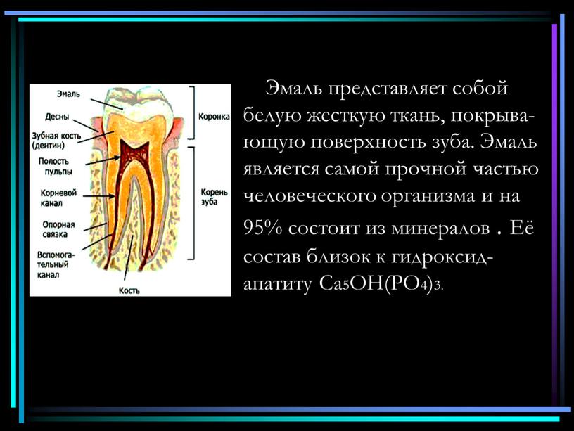 Эмаль представляет собой белую жесткую ткань, покрыва- ющую поверхность зуба