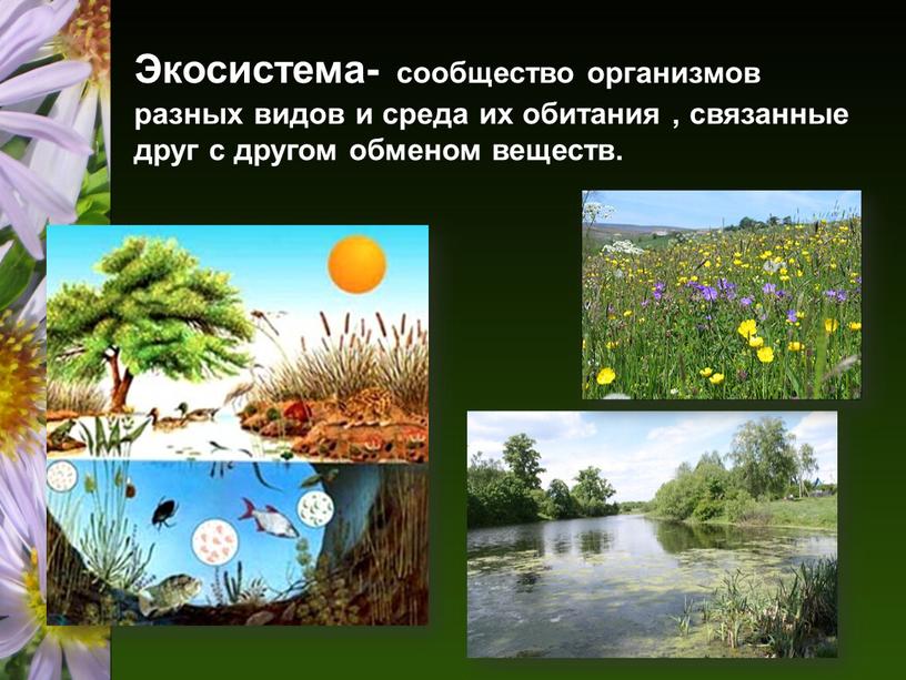 Экосистема- сообщество организмов разных видов и среда их обитания , связанные друг с другом обменом веществ