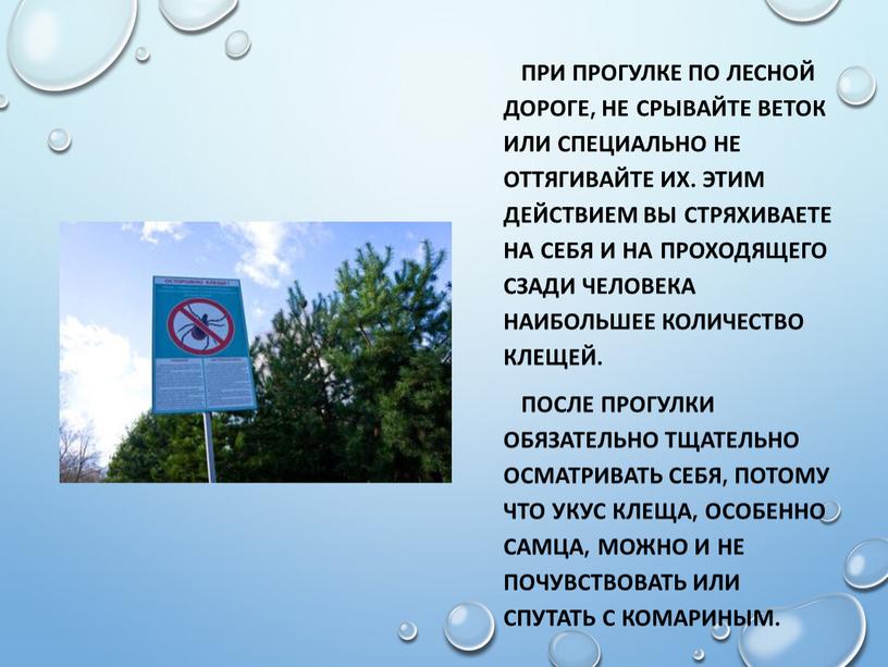 При прогулке по лесной дороге, не срывайте веток или специально не оттягивайте их