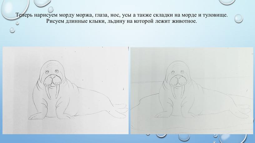 Теперь нарисуем морду моржа, глаза, нос, усы а также складки на морде и туловище