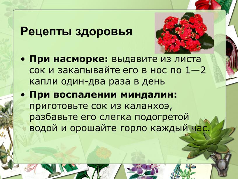 Рецепты здоровья При насморке: выдавите из листа сок и закапывайте его в нос по 1—2 капли один-два раза в день