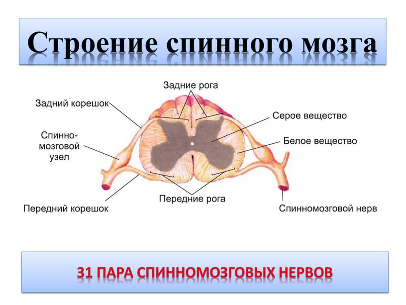 Строение спинного мозга 31 пара спинномозговых нервов