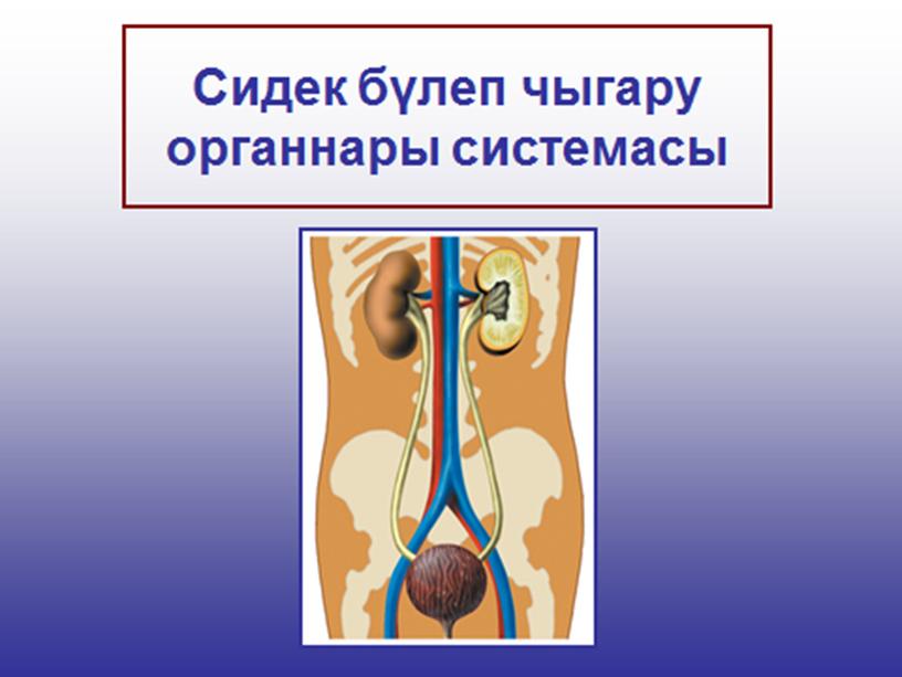 Презентация к уроку биологии в 8 классе "Органы мочевыделительной системы человека"