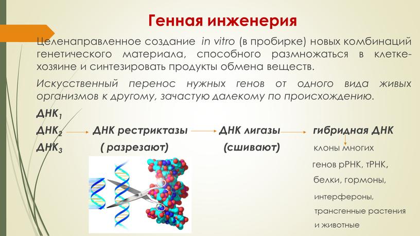 Генная инженерия Целенаправленное создание in vitro (в пробирке) новых комбинаций генетического материала, способного размножаться в клетке-хозяине и синтезировать продукты обмена веществ