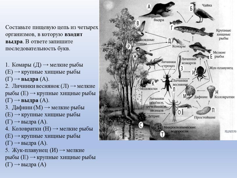 Составьте пищевую цепь из четырех организмов, в которую входит выдра