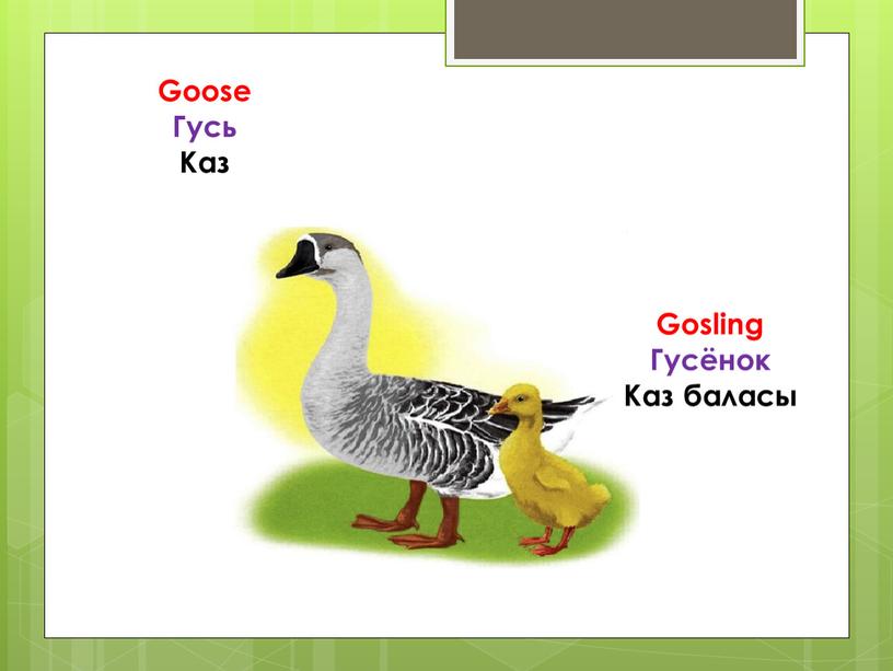 Goose Гусь Каз Gosling