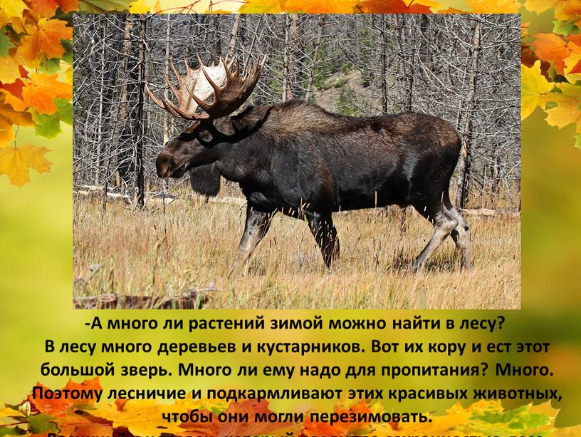 Чем питается лось? Растениями. -А много ли растений зимой можно найти в лесу?