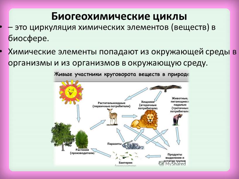 Биогеохимические циклы – это циркуляция химических элементов (веществ) в биосфере