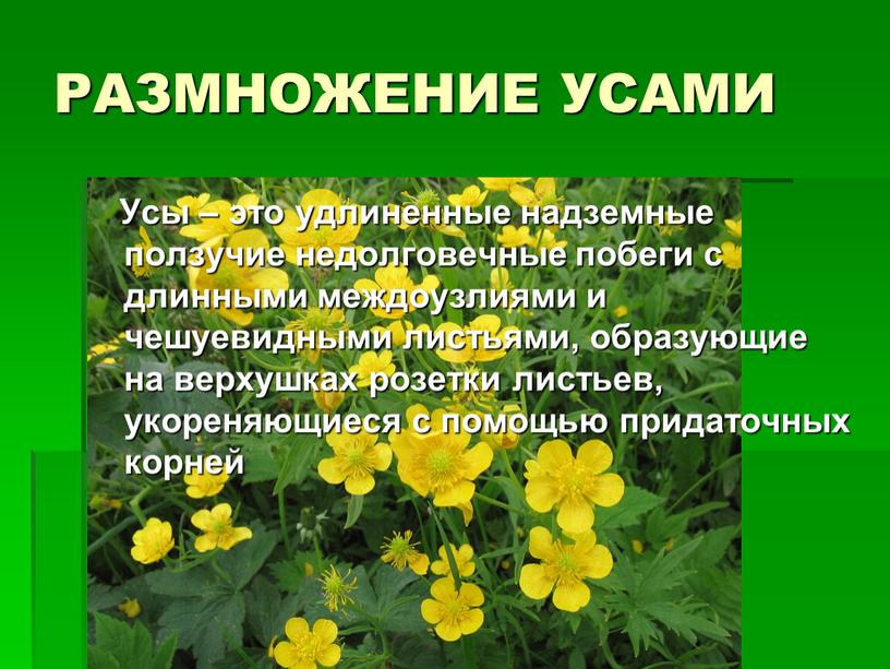 РАЗМНОЖЕНИЕ УСАМИ Усы – это удлиненные надземные ползучие недолговечные побеги с длинными междоузлиями и чешуевидными листьями, образующие на верхушках розетки листьев, укореняющиеся с помощью придаточных…