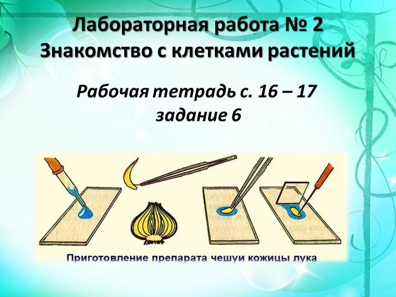 Лабораторная работа № 2 Знакомство с клетками растений