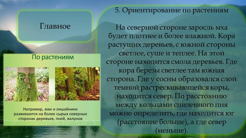 Ориентирование по растениям На северной стороне заросль мха будет плотнее и более влажной