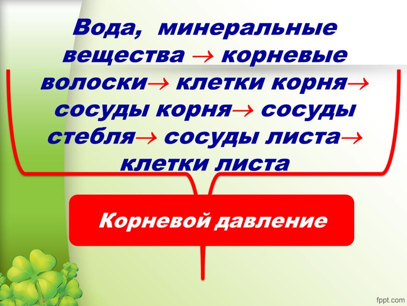 Вода, минеральные вещества  корневые волоски клетки корня сосуды корня сосуды стебля сосуды листа клетки листа