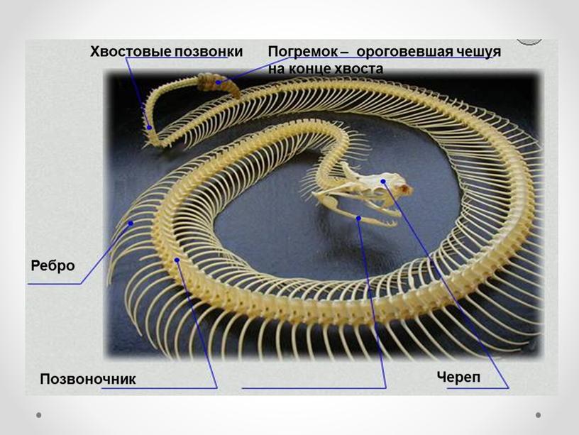 Череп Ребро Позвоночник Хвостовые позвонки