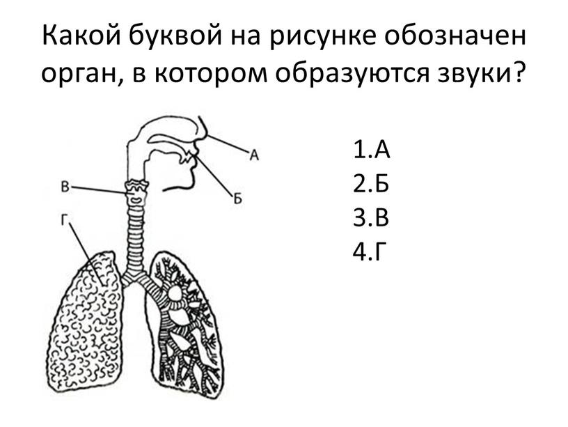 Какой буквой на рисунке обозначен орган, в котором образуются звуки?