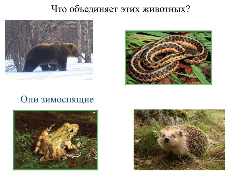 Что объединяет этих животных?