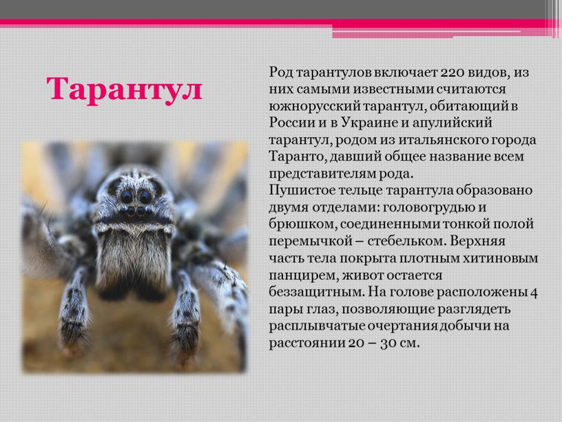 Тарантул Род тарантулов включает 220 видов, из них самыми известными считаются южнорусский тарантул, обитающий в