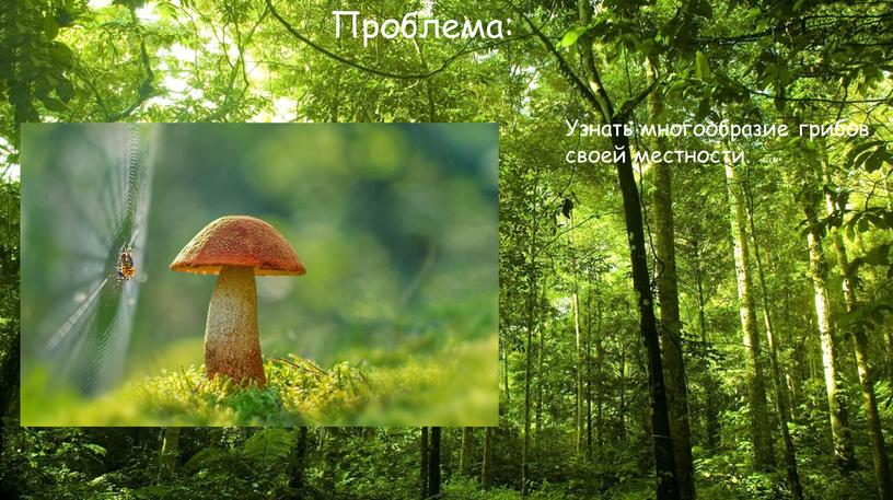 Проблема: Узнать многообразие грибов своей местности