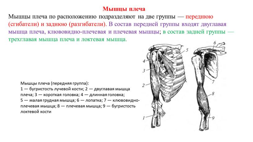 Мышцы плеча Мышцы плеча по расположению подразделяют на две группы — переднюю (сгибатели) и заднюю (разгибатели)