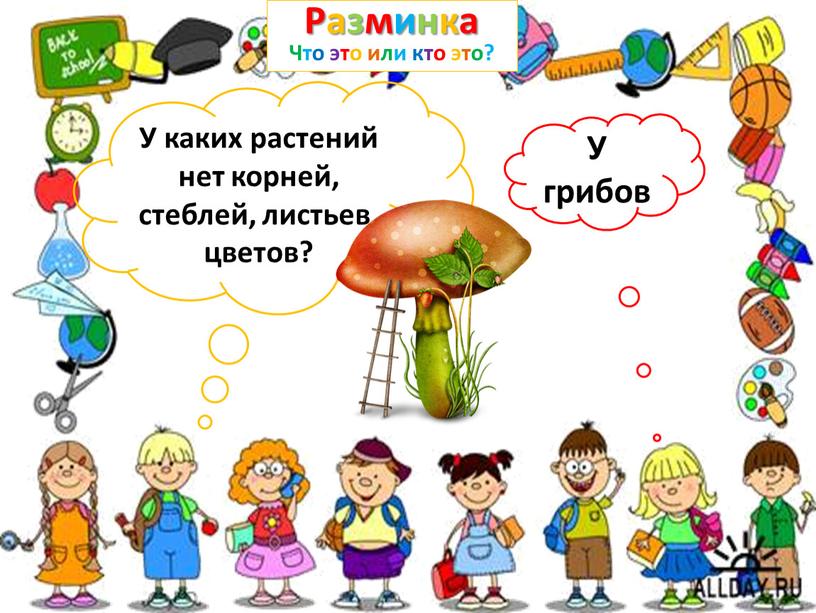 У каких растений нет корней, стеблей, листьев, цветов?