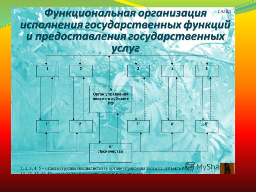 Организация государственного управления лесным хозяйством РФ.