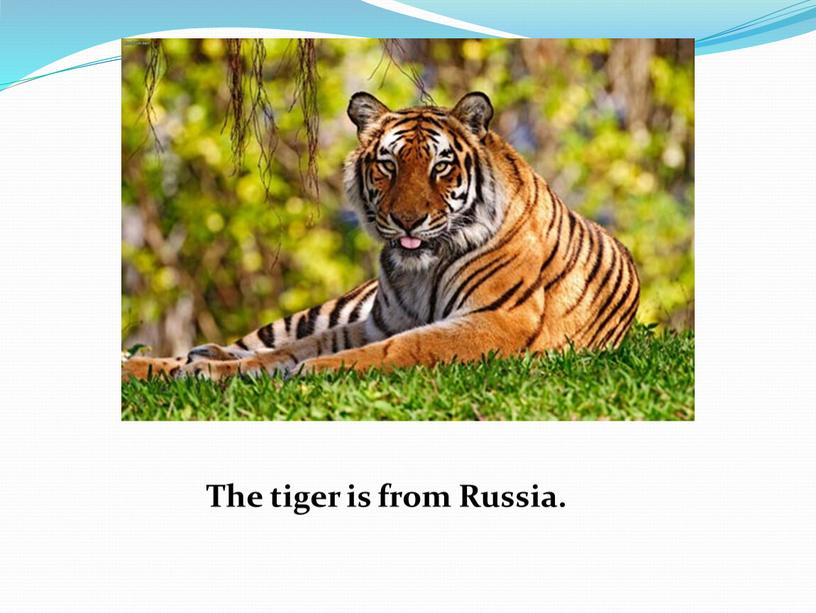 The tiger is from Russia.