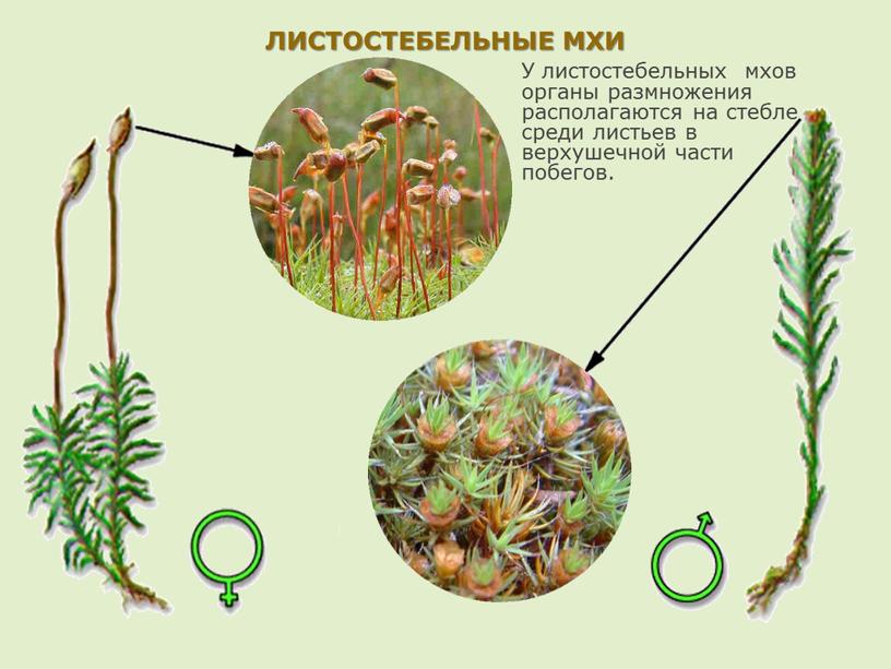 ЛИСТОСТЕБЕЛЬНЫЕ МХИ У листостебельных мхов органы размножения располагаются на стебле среди листьев в верхушечной части побегов