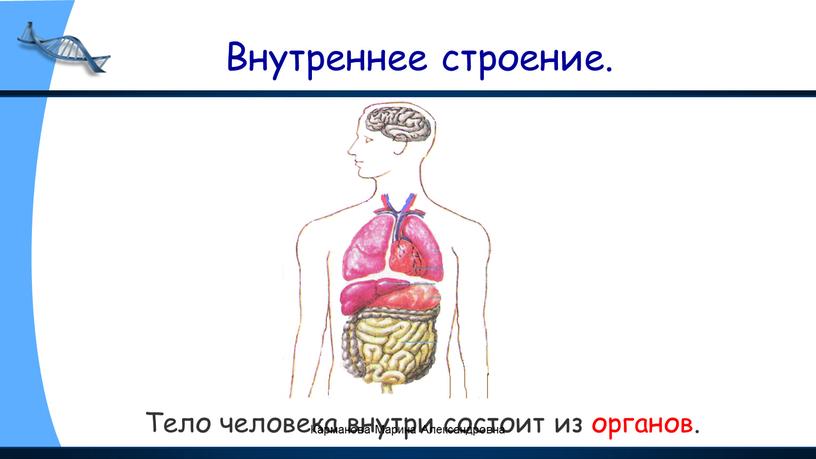 Внутреннее строение. Тело человека внутри состоит из органов