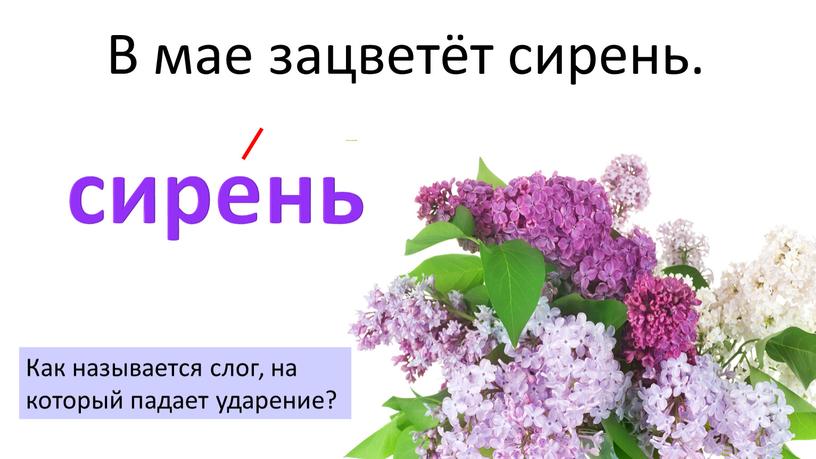 В мае зацветёт сирень. сирень Как называется слог, на который падает ударение?