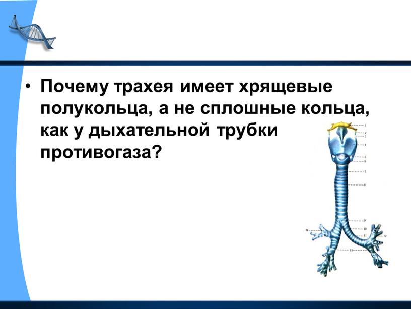 Почему трахея имеет хрящевые полукольца, а не сплошные кольца, как у дыхательной трубки противогаза?