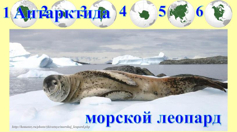 1 2 3 4 5 6 Антарктида морской леопард