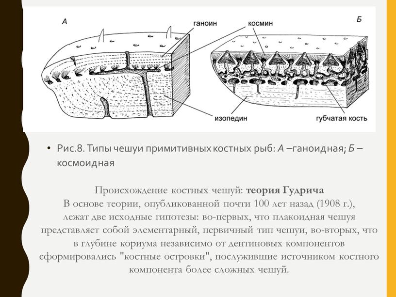 Рис.8. Типы чешуи примитивных костных рыб: