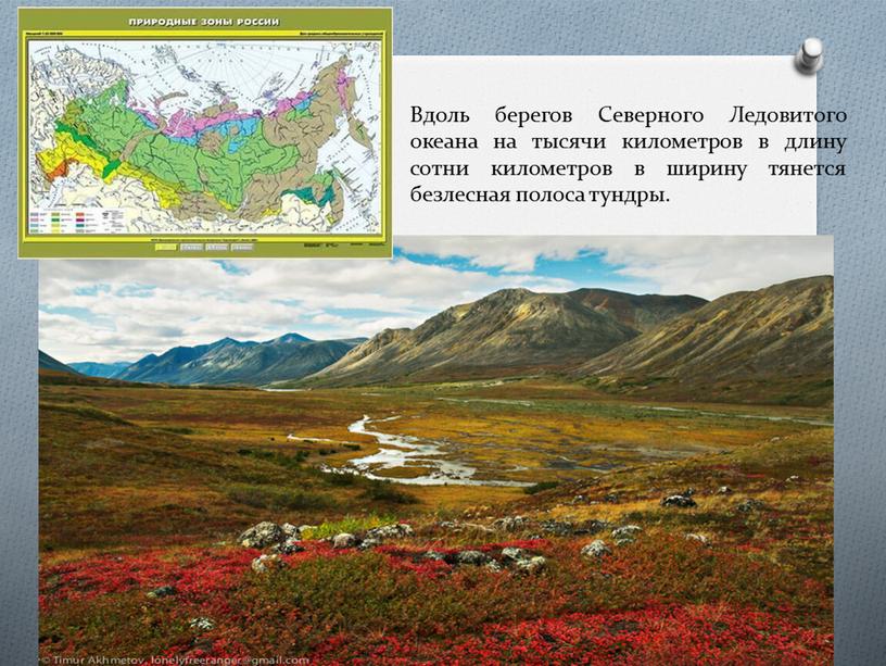 Вдоль берегов Северного Ледовитого океана на тысячи километров в длину сотни километров в ширину тянется безлесная полоса тундры