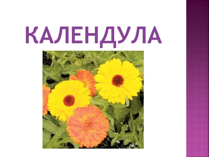 КАЛЕНДУЛА