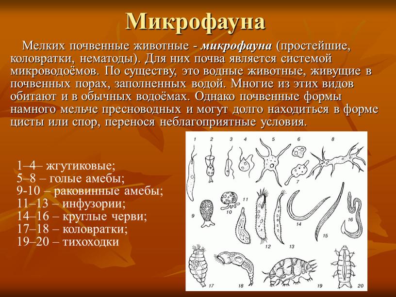 Микрофауна Мелких почвенные животные - микрофауна (простейшие, коловратки, нематоды)