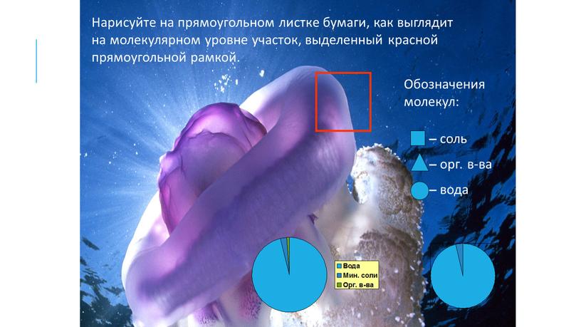 Нарисуйте на прямоугольном листке бумаги, как выглядит на молекулярном уровне участок, выделенный красной прямоугольной рамкой