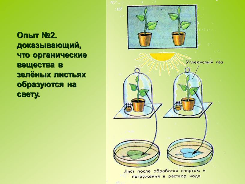 Опыт №2. доказывающий, что органические вещества в зелёных листьях образуются на свету