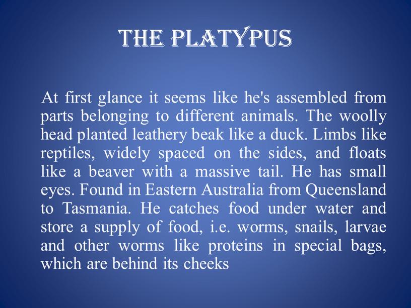 The platypus At first glance it seems like he's assembled from parts belonging to different animals