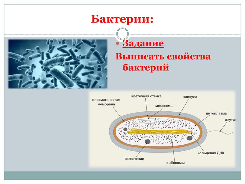 Бактерии: Задание Выписать свойства бактерий