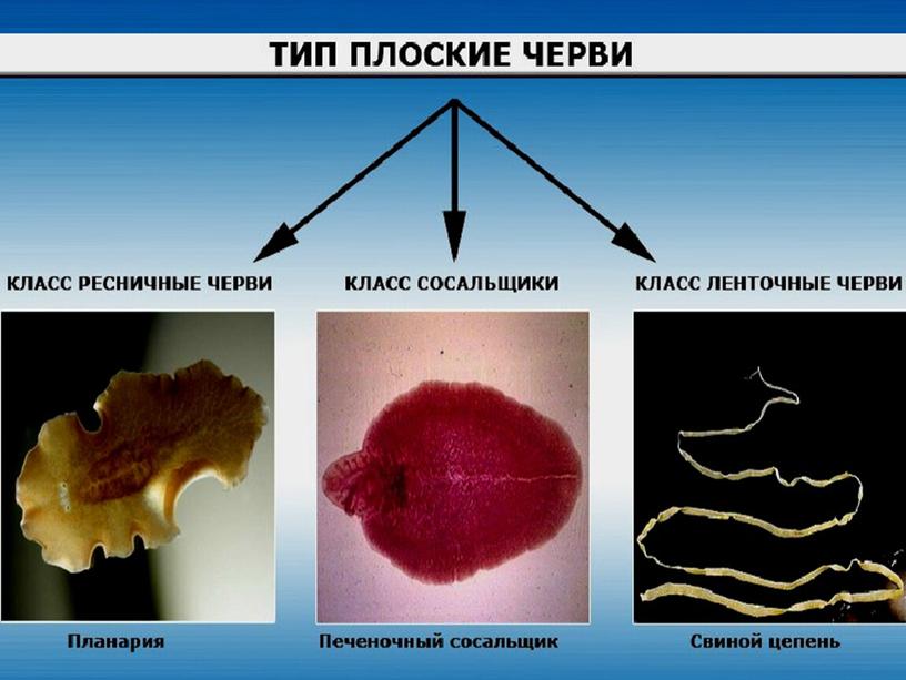 Презентация по биологии на тему "Паразитические плоские черви" (7класс)