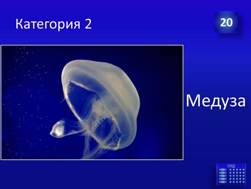 Категория 2 20 Медуза