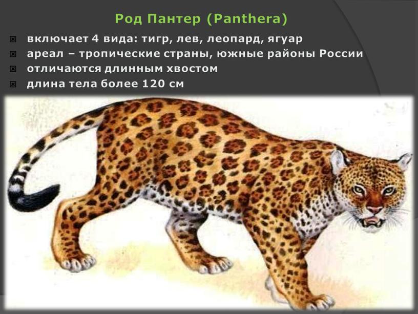 Род Пантер (Panthera) включает 4 вида: тигр, лев, леопард, ягуар ареал – тропические страны, южные районы