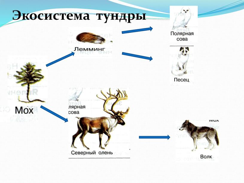 Экосистема тундры