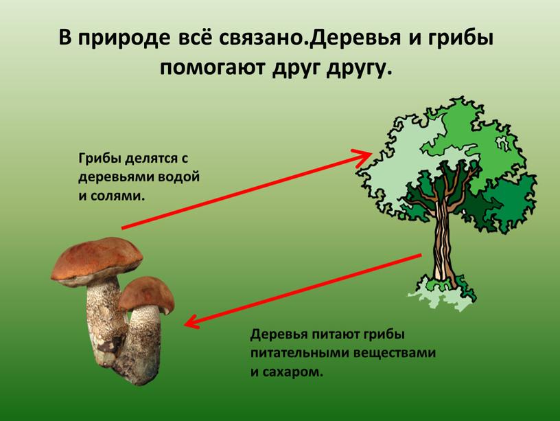 В природе всё связано.Деревья и грибы помогают друг другу