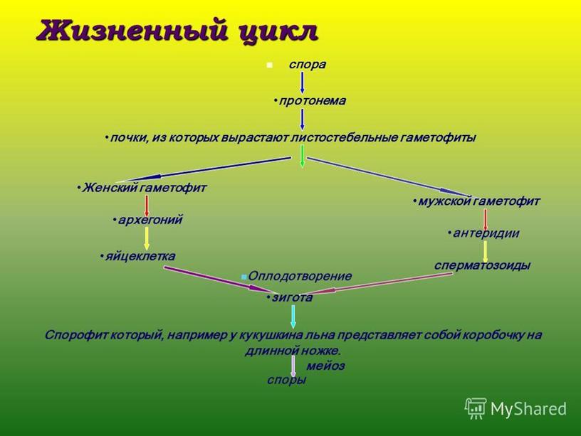 Высшие споровые растения