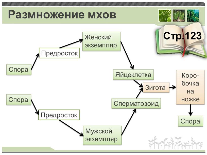 Размножение мхов Стр.123